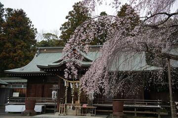 Fototapeta premium 吉田神社 しだれ桜