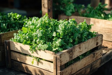 Fresh cilantro fills rustic wooden crates at the outdoor farmer's market. Great for food blogs, healthy recipes, and organic produce advertisements.