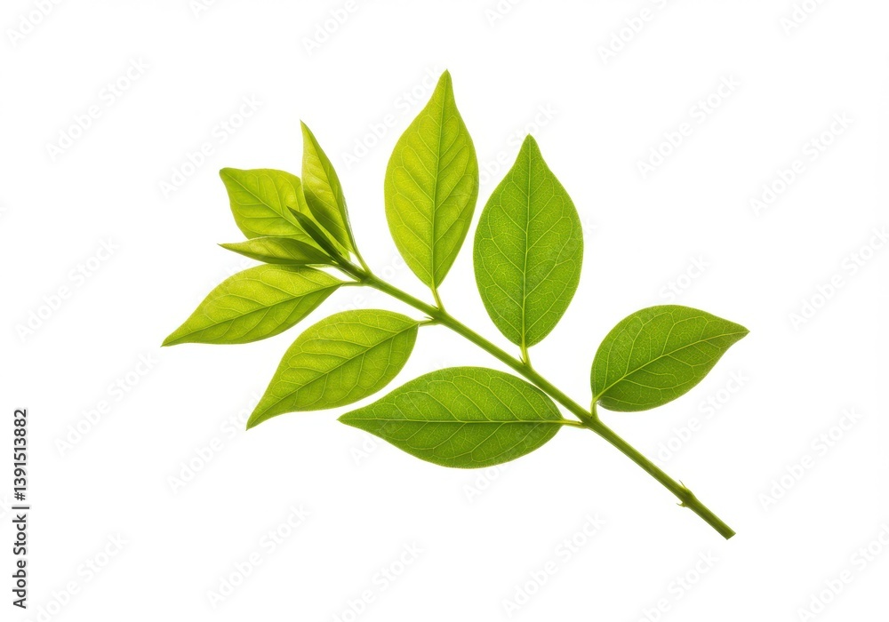 Poster a close up of a green leafy branch against a stark white background in a studio setting