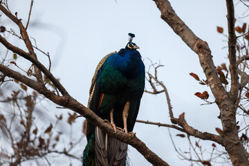 A majestic peacock perched high on a tree branch, showcasing its vibrant colors against the natural backdrop — a rare and beautiful sight in the heart of the wild
