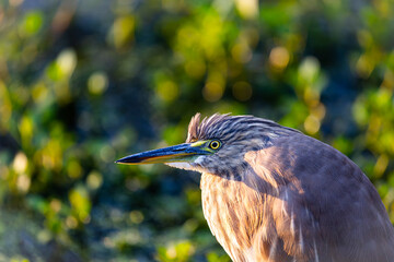 Close-up of an Indian Pond Heron with sharp yellow eyes and streaked plumage, captured in natural...