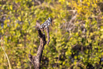 A kingfisher sitting on a dead tree branch, set against a vibrant jungle backdrop. The bird’s striking colors pop in contrast to the lush greenery — a vivid glimpse of wildlife in its natural habitat.