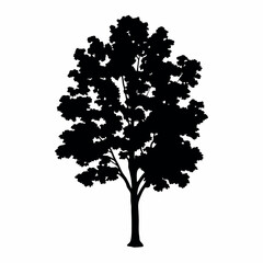 Obraz premium Serviceberry 