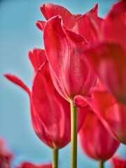 red tulips against blue sky