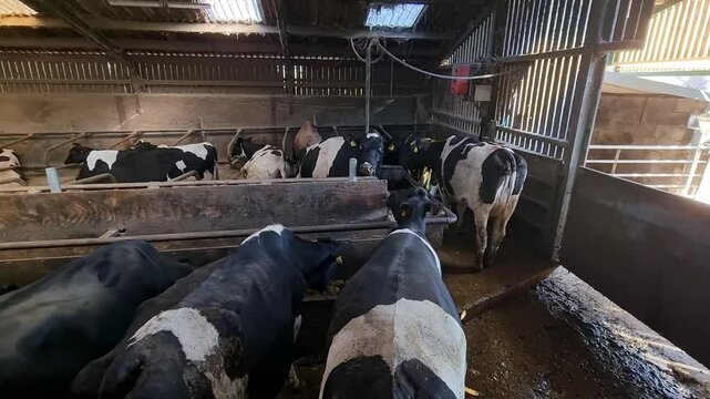 Herd of cows feeding on hay fodder in a row inside dairy farm rural livestock cattle shed