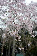 枝垂れ桜