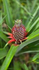 Fototapeta premium flower of a pineapple in the garden