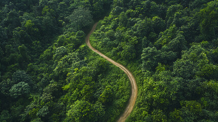 Winding Road Through Lush Green Forest: An aerial perspective of a winding dirt road that snakes through a dense, verdant forest. A symphony of greens, a testament to the unbridled beauty of nature.