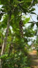 pine cones on the tree in the forest