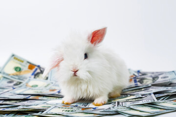 A fluffy white rabbit comfortably sits on a large stack of hundred-dollar bills, creating an...