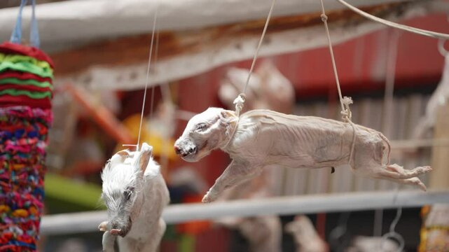 ボリビア　ラパスの魔女市場　動物の剥製