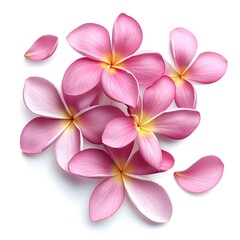 Pink plumeria flowers and petals on white background