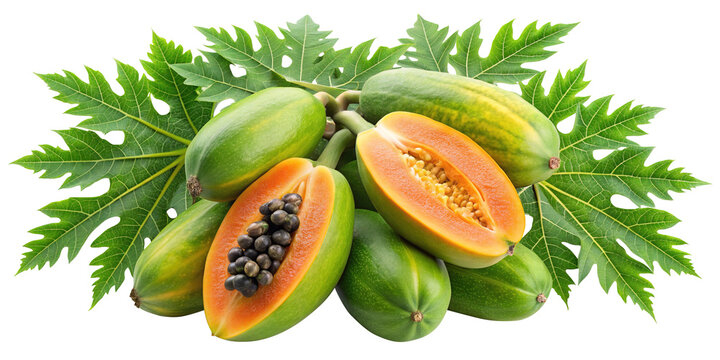 A Group of Fresh Ripe and Unripe Papayas with Lush Green Leaves