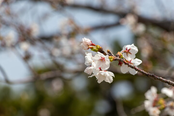枝の先に咲いた桜の花