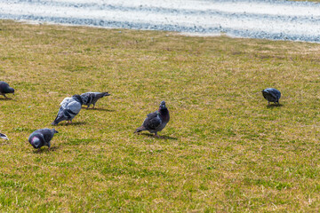 芝生の上に集まるハト