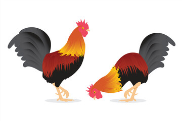 Vector illustration of a rooster looking for food on a white background
