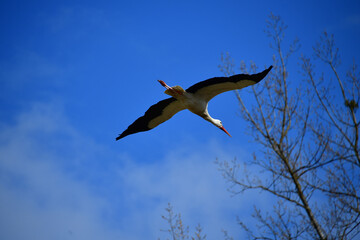 Weissstorch fliegend