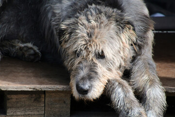 Irish wolfhound close-up, Ireland  