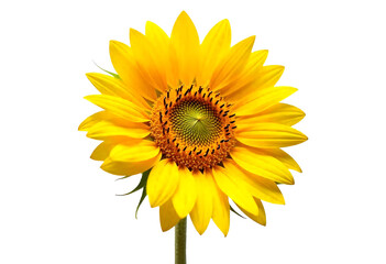 Obraz premium Sunflower with yellow petals and small green leaves around it. Includes plants, seeds, and oils. Involves the botanical study of flowers and their benefits. Isolated image with a white or transparent 