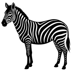 zebra isolated on white background