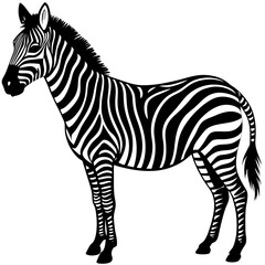 zebra isolated on white background