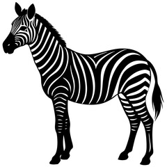 zebra isolated on white background