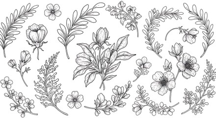 Set of hand drawn leaf vector illustration, flower isolated graphic elements for your design