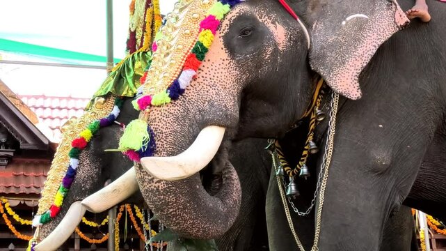 Elephants decorated for temple festival celebrations