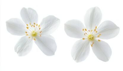 Two delicate white flowers, isolated on white background.  Close-up view, showcasing the intricate petals and stamens.  Perfect for floral design, botanical illustration, or nature photography
