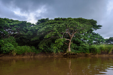 Obraz premium River cruise on the way to Likuri Island, Fiji, Mangrove trees