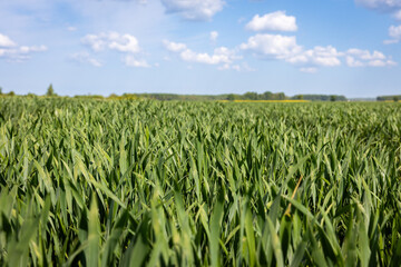 Green wheat field with dirt path under blue sky ,Lush green wheat field with a dry dirt path running through it on a sunny day.
