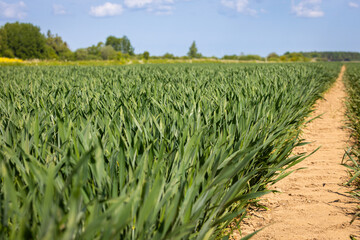 Green wheat field with dirt path under blue sky ,Lush green wheat field with a dry dirt path running through it on a sunny day.
