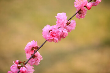 Peach trees blossom in spring