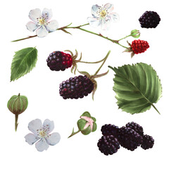Set of wildberries. Ripe blackberries on a branch, isolated white background. White flowers, buds and green leaves. Watercolor, markers botanical illustration. Floral design elements for label, prints