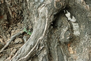 Old tree root bark texture background