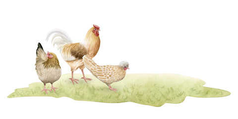 Chicken and rooster grazing on green grass field watercolor isolated illustration. Poultry yard birds for farm animals designs. Realistic fowls clipart for organic goods from village