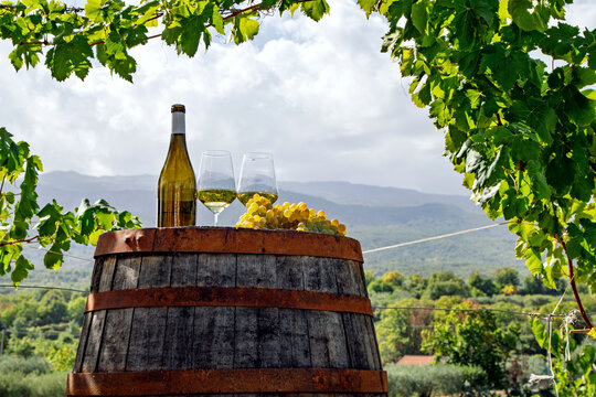 White wine and grapes on wooden barrel in Sicilian vineyard during harvest