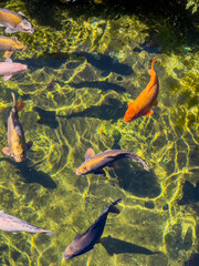 Tranqulazing and colorful koi fishes in a pond.