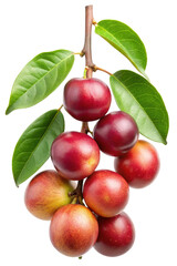 A bunch of ripe red acerola cherries on a branch with green leaves isolated onTrensprent background