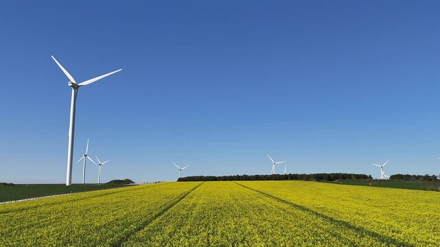 Des &eacute;oliennes tournent avec le vent, avec un ciel bleu et un champ de colza qui commence &agrave; fleurir. 