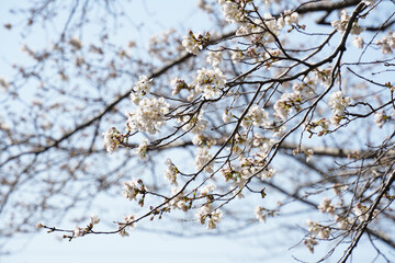 桜の花