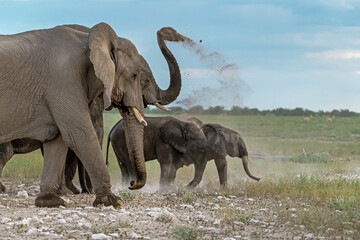 Obraz premium Elephant family herd crossing the savanna — animal of Africa 