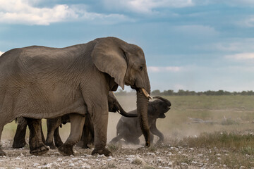 Obraz premium Elephant family herd crossing the savanna — animal of Africa 
