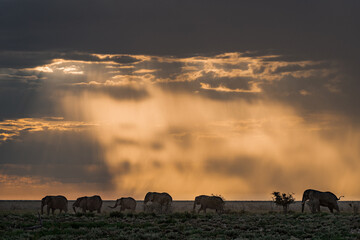 Elephant family herd crossing the savanna — animal of Africa

