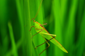 Green Grasshopper on rice leaves in Rain Season