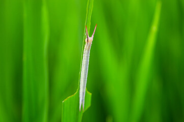 Tropical Worm resting on the leaf