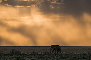 Elephant family herd crossing the savanna — animal of Africa
