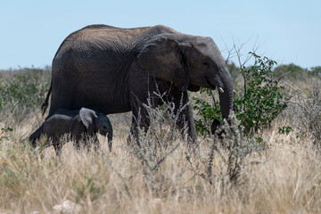 Elephant family herd crossing the savanna — animal of Africa
