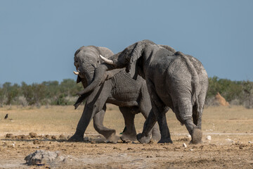 Fototapeta premium Elephant family herd crossing the savanna — animal of Africa 