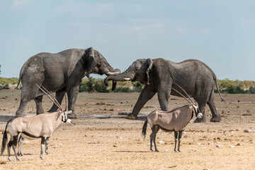 Fototapeta premium Elephant family herd crossing the savanna — animal of Africa 